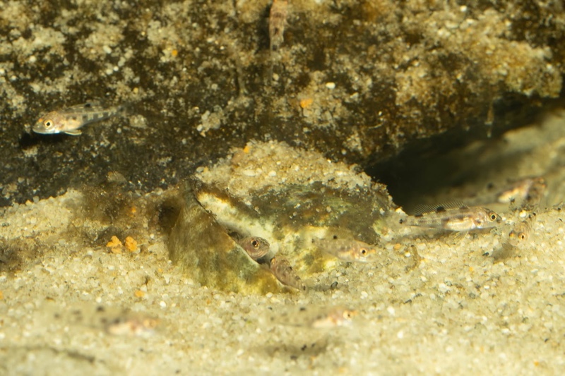Lepidiolamprologus boulengeri 'Kigoma'